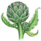 All About Growing Artichokes - Organic Gardening - MOTHER EARTH NEWS