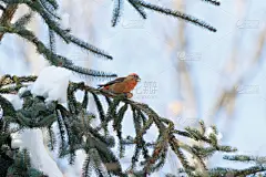 自然,野生动物,铁杉树,水平画幅,雪,鸟类,野外动物,户外,一群鸟,俄罗斯
