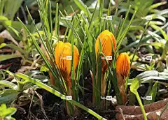 番红花 春暖花开 早春 性质 植物 叶子 花卉背景 花壁纸