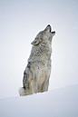 Timber Wolf Portrait Howling In Snow Photograph