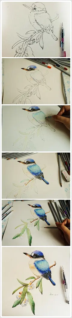 #插画#彩铅#鸟#