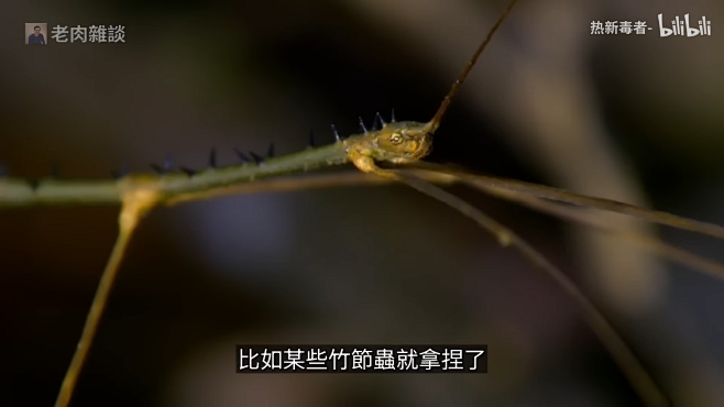 行军蚁：扫荡雨林的顶级捕食者，蚂蚁帝国的...