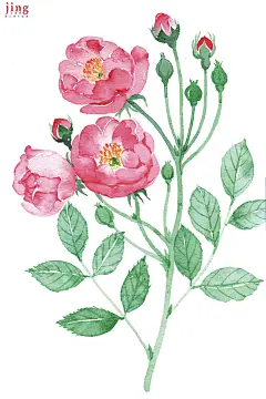画儿晴天纸本水彩插画 手绘水彩花卉主题插画 月季2