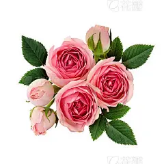 Pink rose flowers arrangement