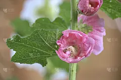 Alcea Rosea