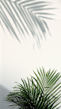 Palm leaf border design element on a white background | free image by rawpixel.com Leaves Wallpaper Iphone, Plant Wallpaper, Flower Background Wallpaper, Wallpaper App, Wallpaper Backgrounds, Plant Background, Phone Backgrounds, Aesthetic Pastel Wallpaper