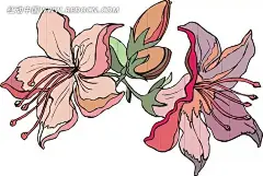 手绘彩色的花朵和花苞插画|花苞|花蕊|矢量素材|手绘|矢量素材　矢量花朵|情人节矢量素材矢量图|矢量素材矢量罂粟花纹|矢量森林矢量素材