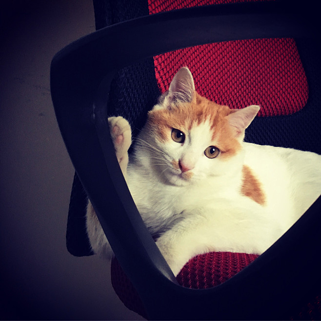  #猫 #萌宠 #宠物 #电脑椅
