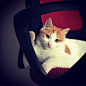  #猫 #萌宠 #宠物 #电脑椅