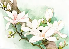 水彩--玉兰花 - 高清图片，堆糖，美图壁纸兴趣社区