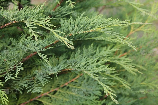 花柏树或假柏树素材-花瓣网