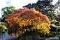 鸡爪槭 Acer palmatum Thunb. 中国植物图像库