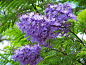 #蓝花楹#大型落叶乔木，原产南美洲巴西，每年夏、秋两季各开一次花，盛花期满树紫蓝色花朵，十分雅丽清秀，特别是在热带，开蓝花的乔木种类较罕见，所以蓝花楹实为一种难得的珍奇木本花卉。蓝花楹的花语是“在绝望中等待爱情。”