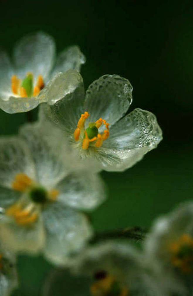 日本存在淋雨后花朵会变透明化的真实植物，...