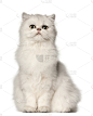 波斯猫,白色背景,垂直画幅,正面视角,机敏,留白,注视镜头,无人,动物主题,哺乳纲