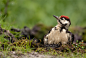 Photograph  Youngster&#x;27s bath by Tomasz Wieczorek on 500px