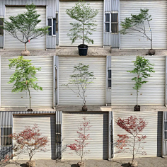 杂木植物-花瓣网|陪你做生活的设计师 | 13320398799346899