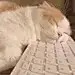 玖不见