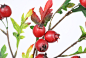 裸生活仿真山楂果实 红浆果 新中式美式田园客厅装饰花瓶假花摆件-淘宝网
