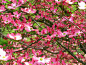 inside-pink-dogwood-tree-flowers.JPG (1209×907)