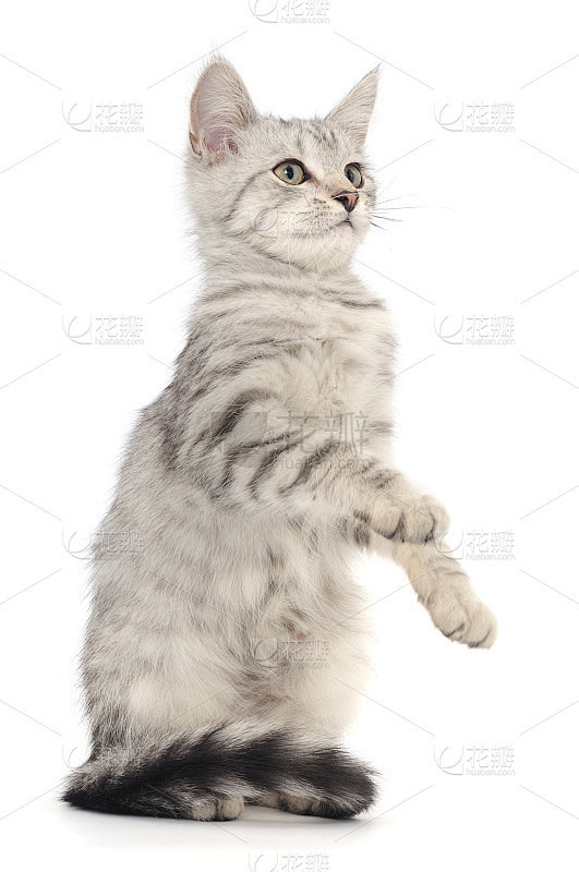 白底上的小猫