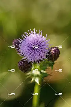 蓟 花 盛开 开花 花卉背景 植物群 自然 植物 野花 花壁纸
