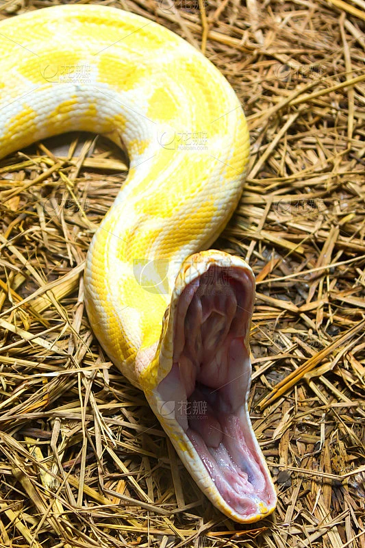 python-花瓣网