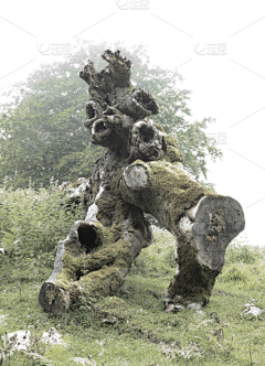弓长东木采集到绘画素材