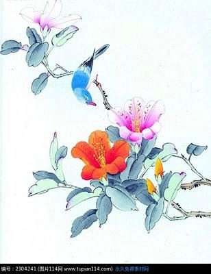 山茶花工笔画