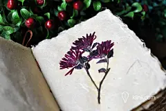 植物押花教程：《植物笔记》的制作过程 - 手工客，高质量的手工，艺术，设计原创内容分享平台
