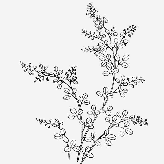 紫薇花图片免抠素材_新图网 https:...