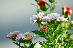 〆流年亦夢╮采集到花卉•地被菊