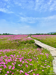 设计无界采集到花海景观