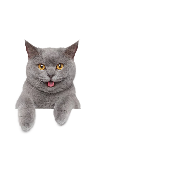 蓝猫探头2