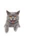 蓝猫探头2