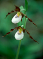 Showy Lady's Slipper Orchid by Bill and Joyce Demeester