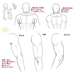 SKKwos0D采集到人体画法