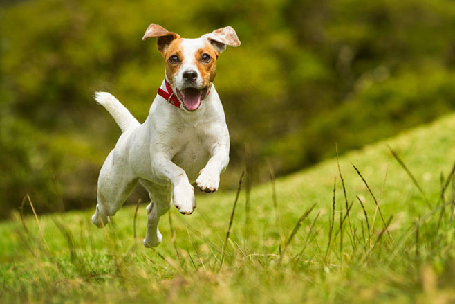 草地跑步的小狗图片素材