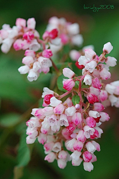 ♡小蝴蝶♡采集到繁花似锦