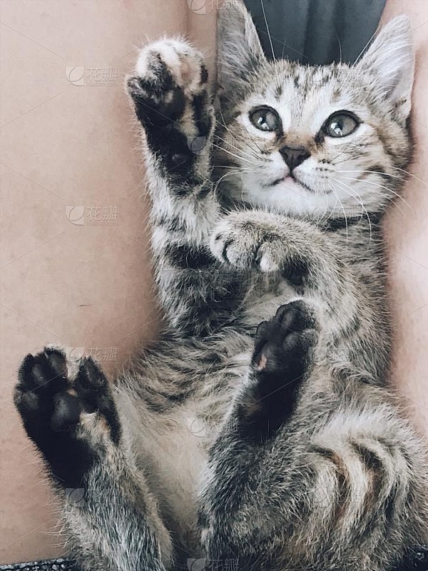 虎斑小猫开