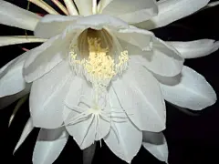昙花一现图片桌面高清壁纸桌面壁纸4