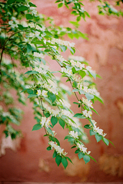 辰璇1207采集到花与花海