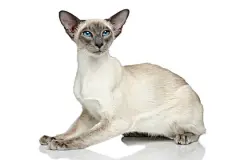 点击来源直接获取大图文件 |Oriental Blue-point siamese cat portrait