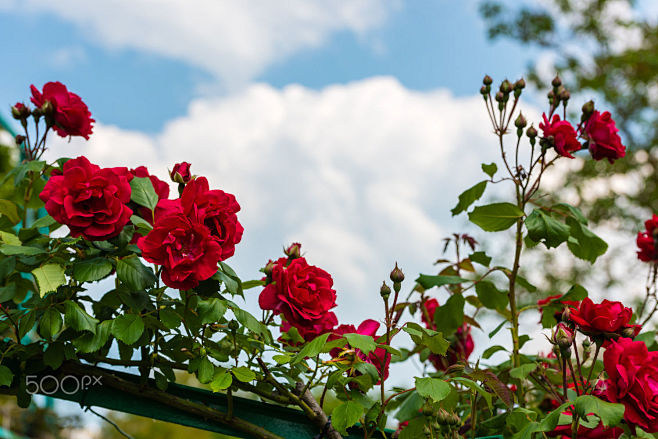 Bush of beautiful ro...