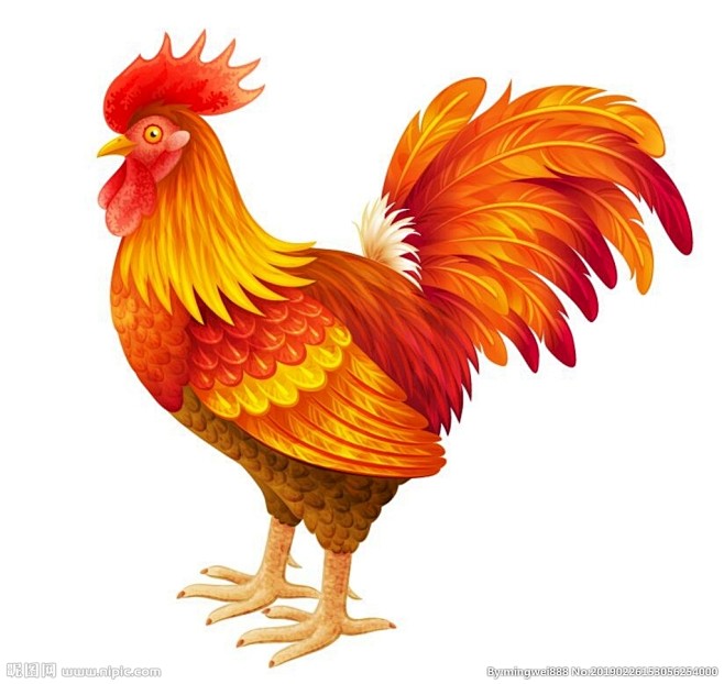 公鸡
