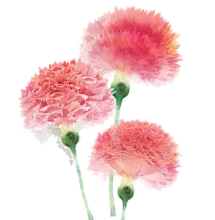 png唯美古风手绘水彩插画素材
@冒险家的旅程か★