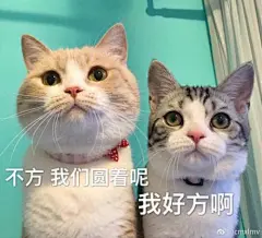 猫咪表情包_百度图片搜索