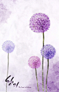 韩国浪漫紫色花朵背景图片
