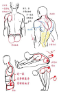#SAI资源库# 动漫男性背部&臀部的绘画，男性的躯干和窄臀值得借鉴，转需吧~