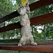 图片、猫